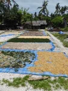 Seaweed farming, Nusa Lembongan (Louise Kenward, 2014)