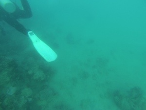 My first go with a Go-Pro...this is where the white tipped reef shark was a split second before (admittedly the visibility wasn't brilliant)